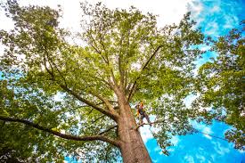 How Our Tree Care Process Works  in  Clover Creek, WA