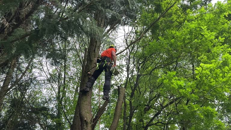 Clover Creek, WA Tree Removal Company