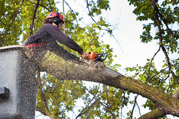 How Our Tree Care Process Works  in  Clover Creek, WA
